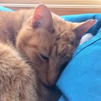 Fiona Carpenter - Facebook