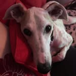Fiona Chambers - @dotty.0.dotty - Instagram