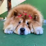 🐷🎀 Fiona Chow Chow - @fiona_chowchow - Instagram