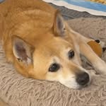 Fiona Cho 長櫻子 - @wingyspam - Instagram