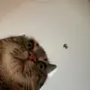 Fiona - @fiona.n.collier - TikTok