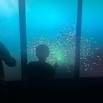 Fiona Collins - @fionacollins4783 - Instagram