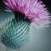 Fiona Cook - Facebook