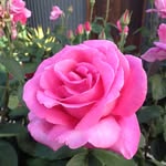 Fiona Cross - @bodhi.tree.921 - Instagram