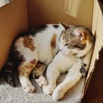 Fiona Cross - @fionacross05 - Instagram