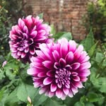 Fiona Dalton - @fidalton71 - Instagram