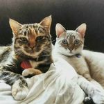 Fiona & Dart - @fionaedartagnan - Instagram