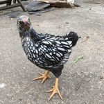 Fiona Dearden - @deardenfiona - Instagram