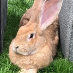 Fiona Dickson - @petfriendshotel - Instagram
