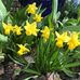 Fiona Downer - Facebook