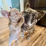 Smokey & Fiona Fields - @smokey_and_fiona_the_frenchies - Instagram