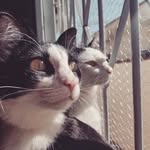Felícia, Fiona e Floyd - @felicionas - Instagram
