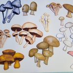 Fiona Foster - Facebook