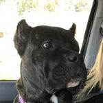 Fiona Freeman - @fiona_the_canecorso - Instagram