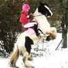 Fiona Fuller - @twistedfeathersfarm - TikTok