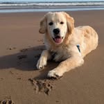 Fiona Gilbert - @tailsofniven - Instagram
