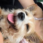 Fiona Groß - @my_cute_puppy_fifi - Instagram
