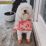 Fiona Harding 🐶 - @fiona_ah26 - Instagram
