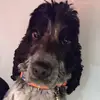 Fiona Harrison - @fiona.harrison1 - TikTok