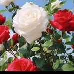 Fiona Hoffman - Facebook