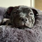 Fiona hyde - @jakthestaffy - Instagram