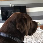 Fiona Keith - @bensonwoof - Instagram