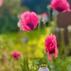 Fiona Pascoe681 - @fionakimpascoe - TikTok