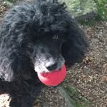 Fiona Knox - @chloepoodles - Instagram