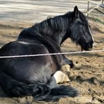 Fiona Koch - @geister_reiter - Instagram