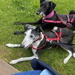 Fiona Lamb - Facebook