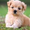Fionalamb - @dailydogtherapy - TikTok