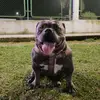 Soy Fiona 🐾❤️ - @fionaleon - TikTok