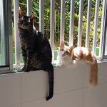 𝑭𝒊𝒐𝒏𝒂 & 𝑳𝒖𝒌𝒆 - @filu_cats - Instagram