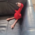 Fiona MacFarlane - @macfarlanef - Instagram