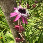 Fiona Manning - Facebook