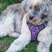 Fiona Marshall - Facebook