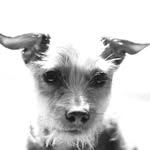 Fiona Martinez - @fiona_duh_terrier - Instagram