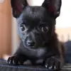 Fiona - @fionatatlock - TikTok