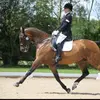 Fiona.Maynard.Dressage - @fionadressage - TikTok