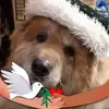 Fiona McDonnell - @fiona.mcdonnell6 - TikTok