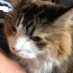 Fiona Meadows - @princess_fiona_the_cat - Instagram