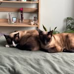 Fiona Mitchell - @mummamitch73 - Instagram