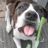 Fio🐶❤️... - @fionamorenolavalle - TikTok