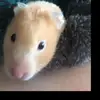 Fiona _morrison - @fiona_morrison - TikTok