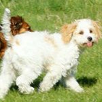 Fiona Morrison - @all_4paws - Instagram