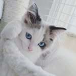 @fiona_and_moses_and_the_babies - Instagram