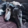 Fiona Moss - @fiona.moss04 - TikTok