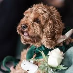 Fiona Burgess Muir - @rosieposie3110 - Instagram