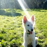 Fiona Muir - @freyja_white_wolf - Instagram