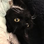 Fiona Muir - @fiona_sew_and_sew - Instagram